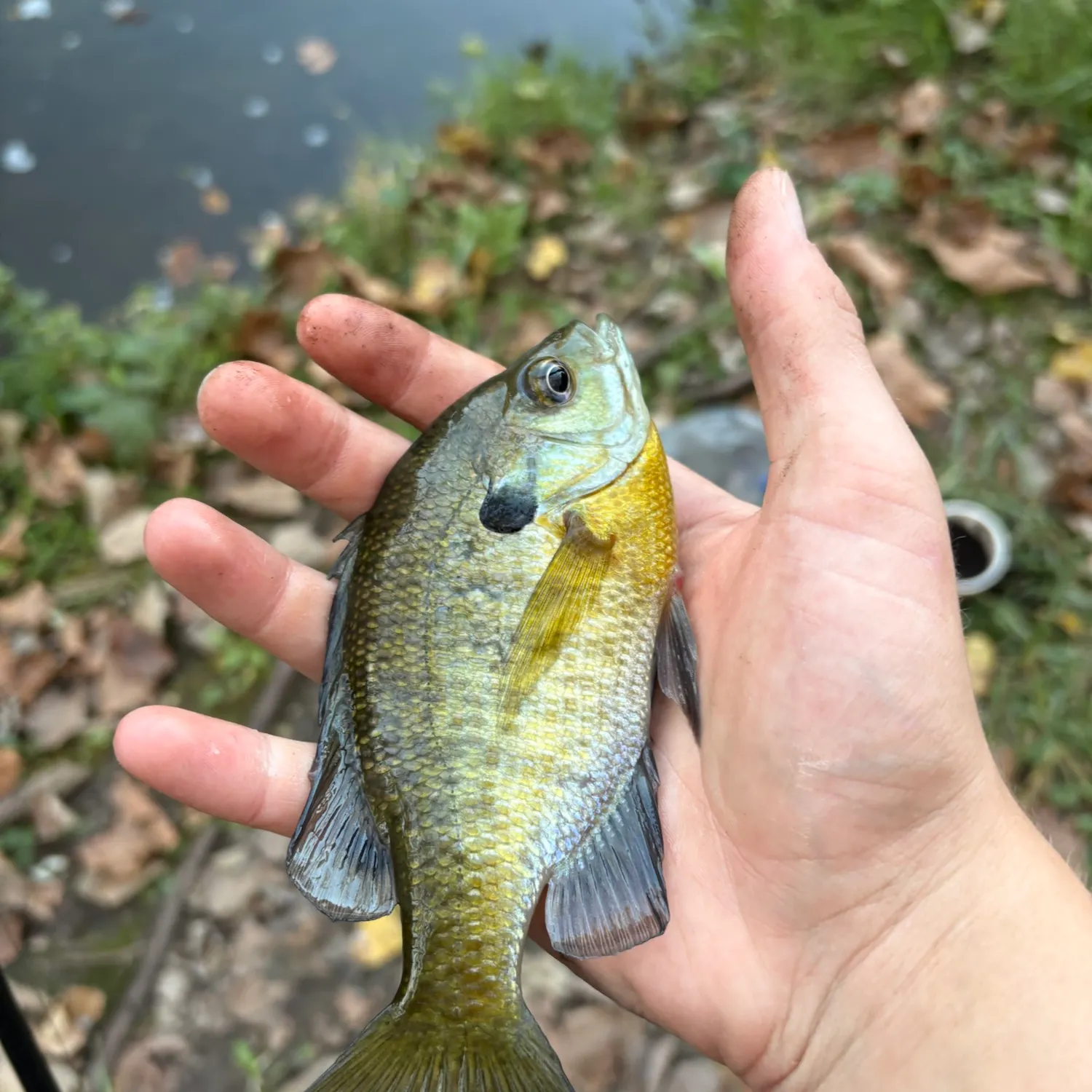 Fish caught on Fishbrain