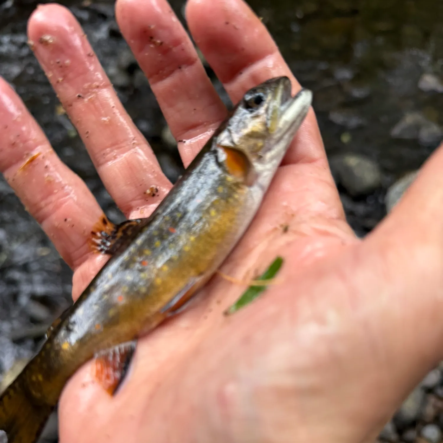 Brook trout caught on Fishbrain