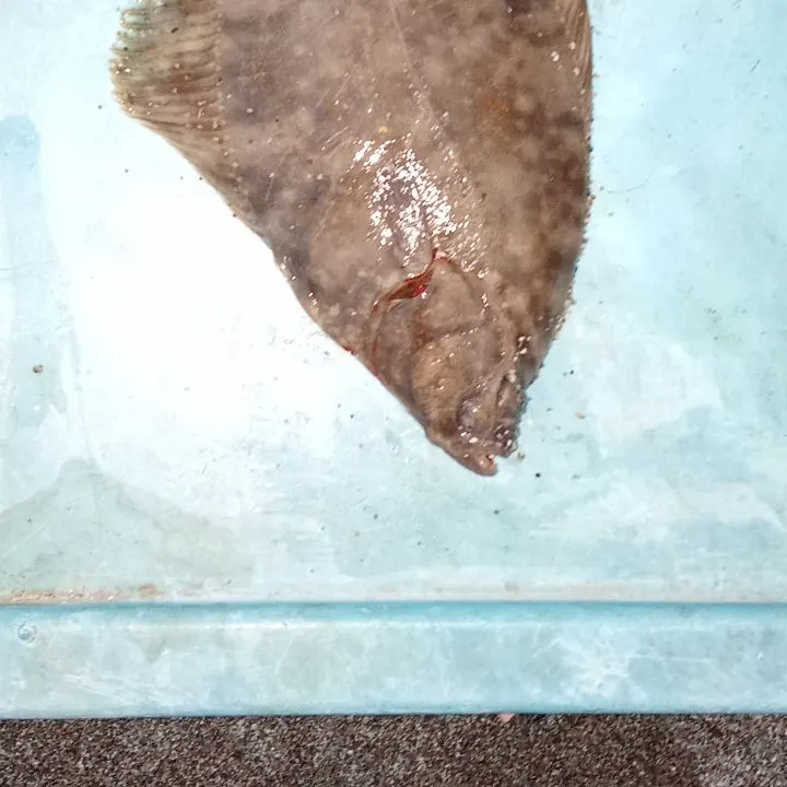 The most recent European flounder catches on Fishbrain