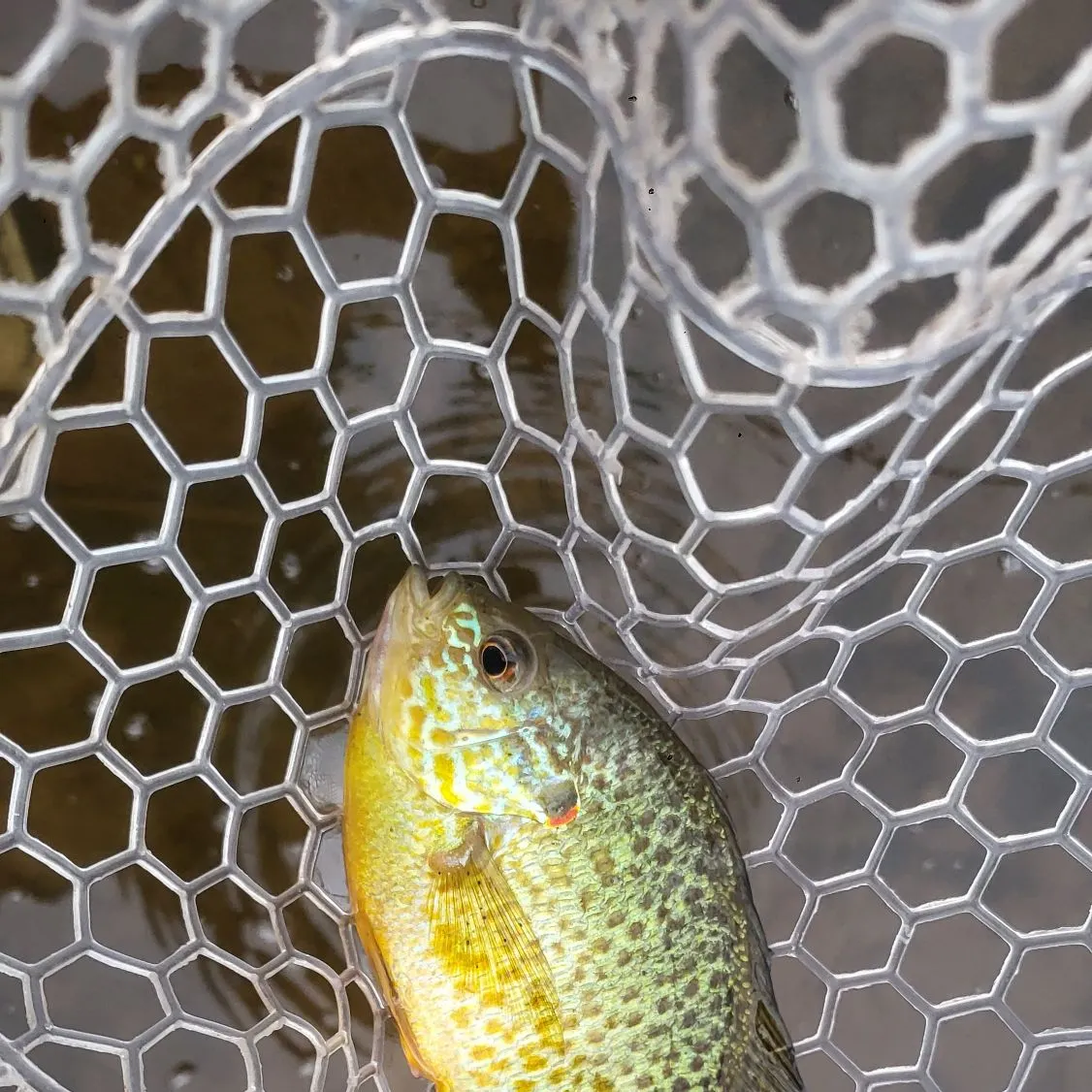 Pumpkinseed caught on Fishbrain