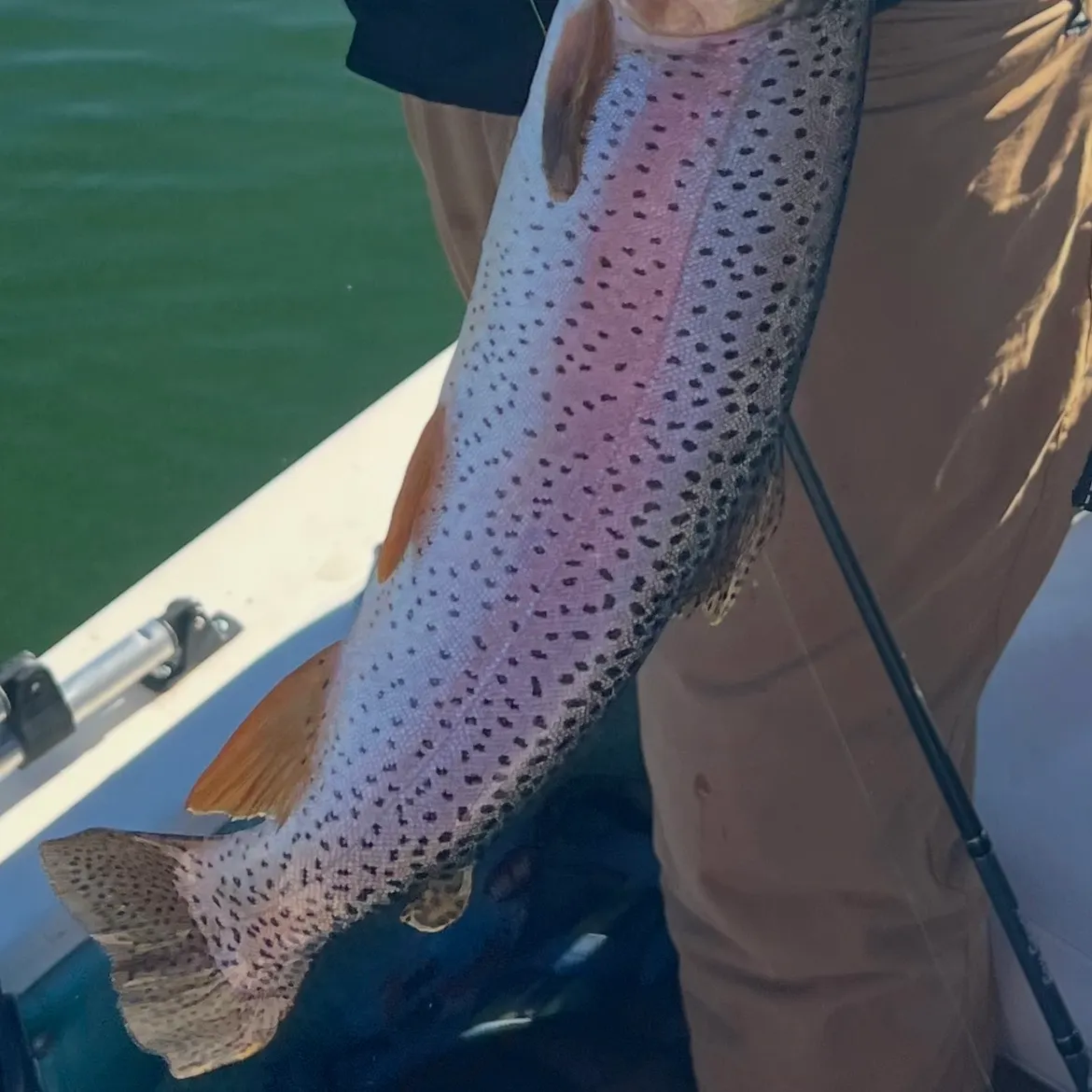 Cutbow caught on Fishbrain