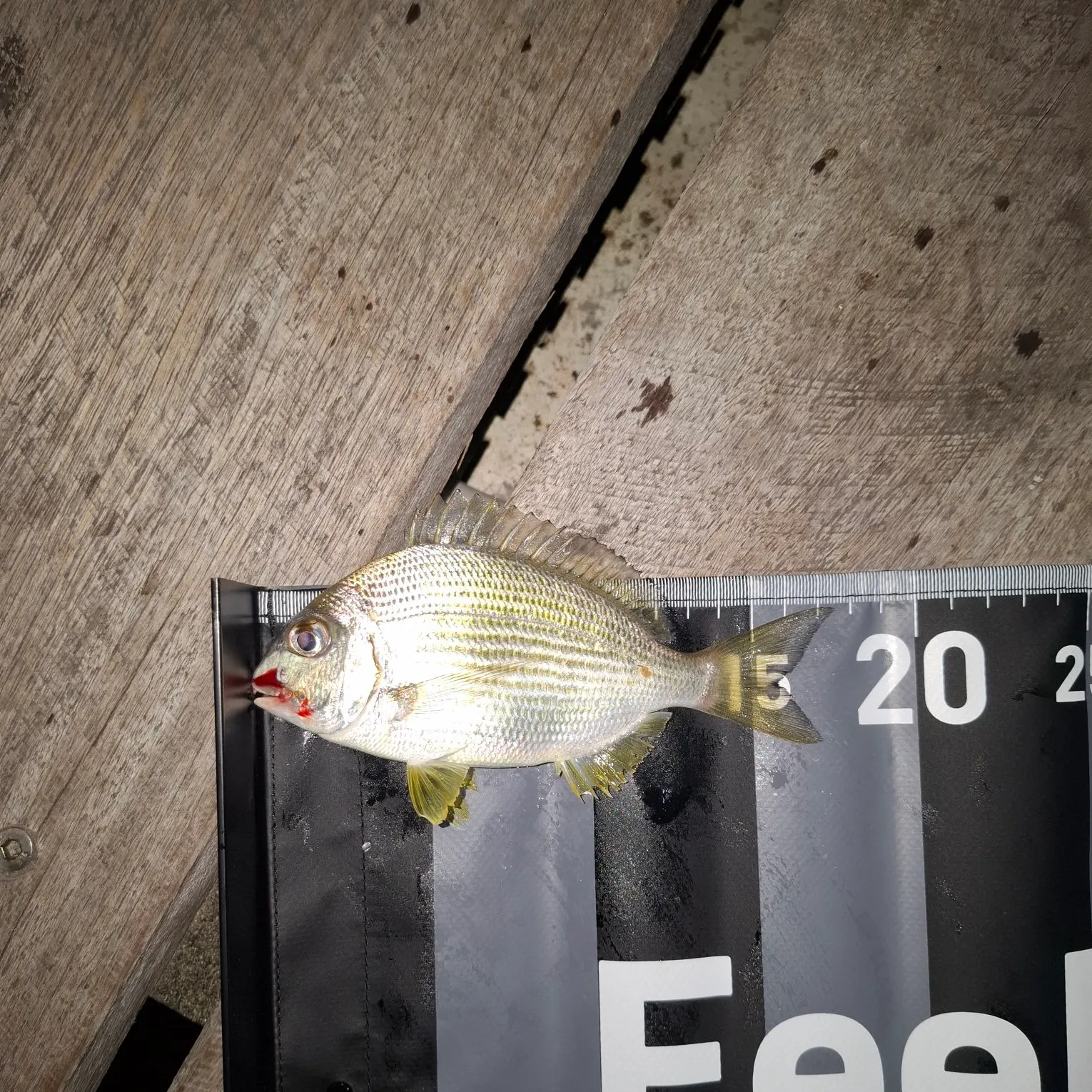 Goldlined seabream caught on Fishbrain