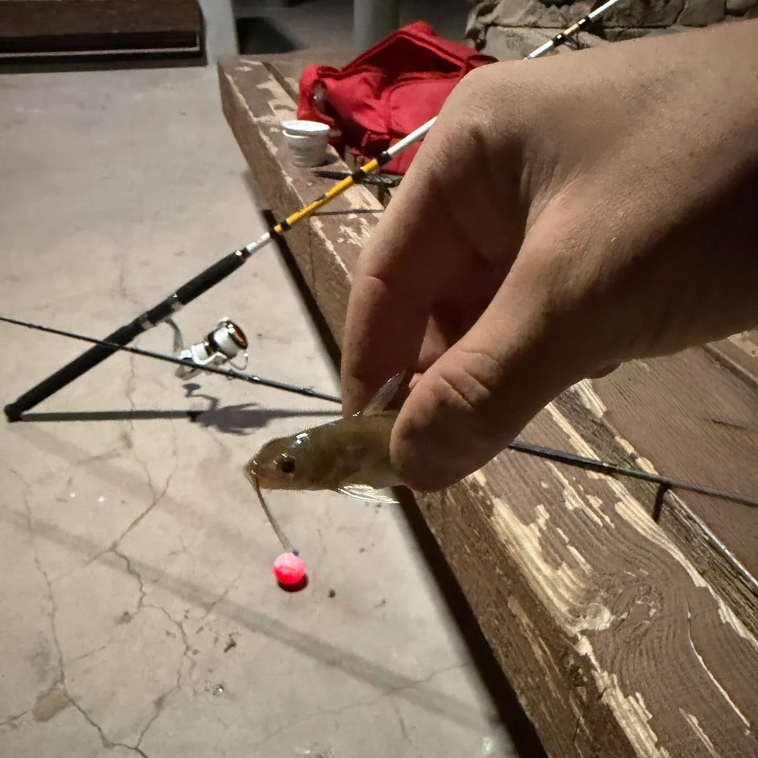 The most recent Channel catfish catches on Fishbrain