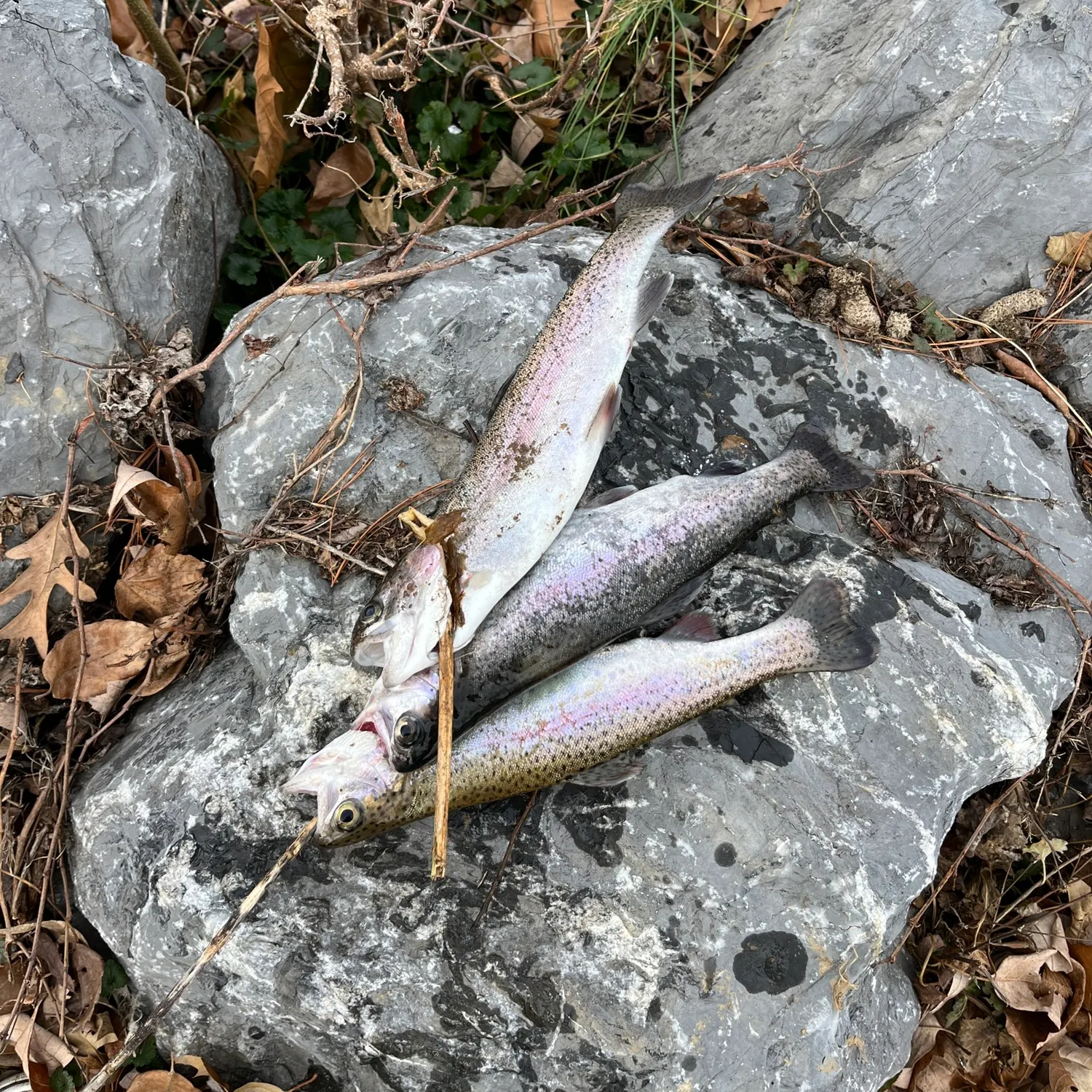 recently logged catches