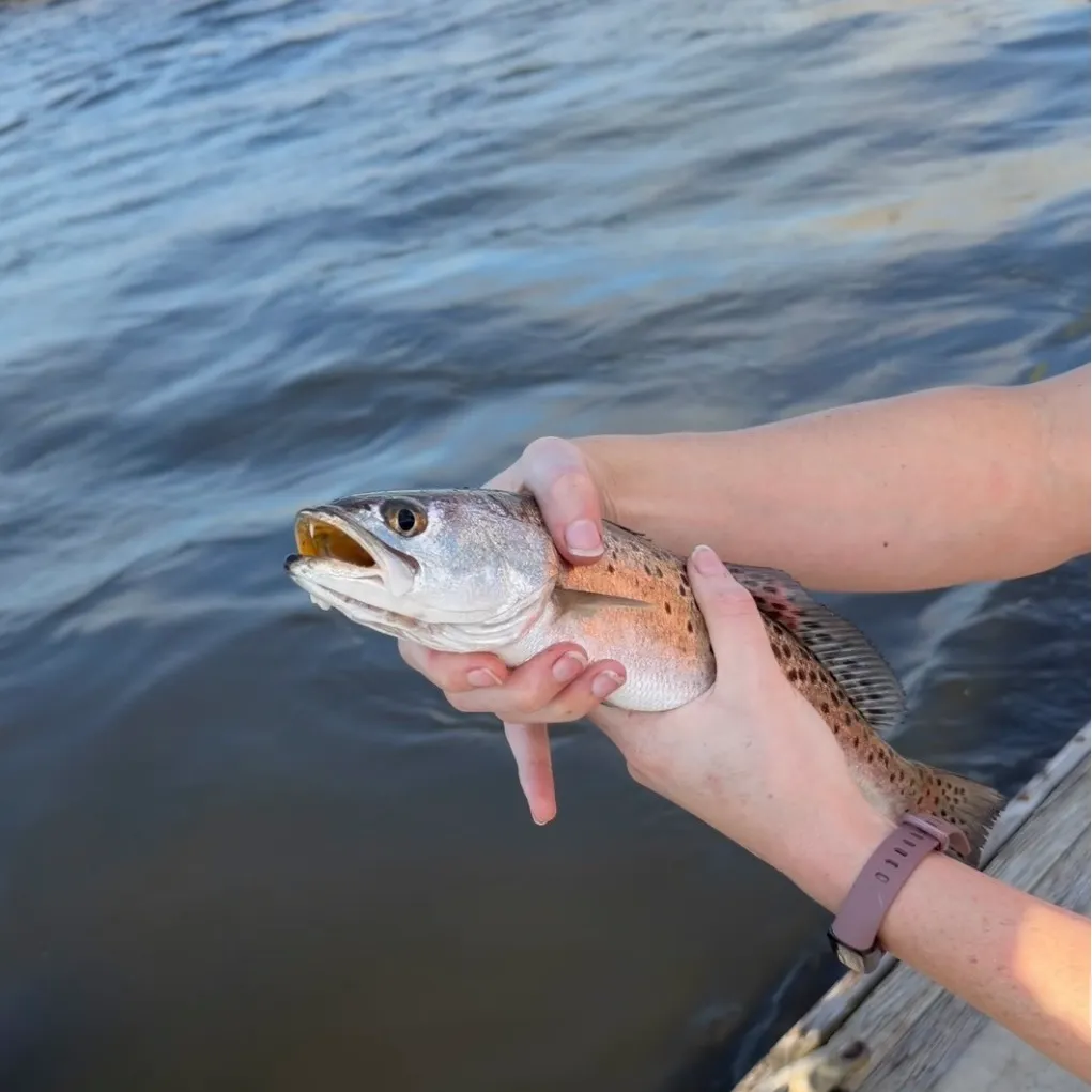 Spotted seatrout caught on Fishbrain