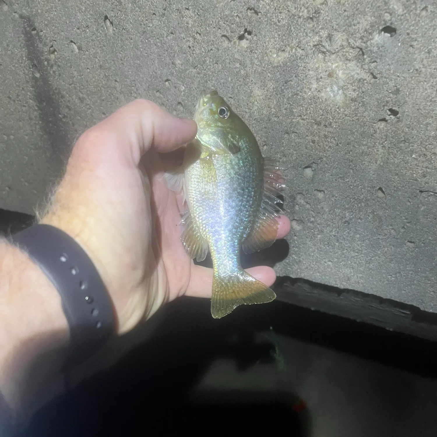 Greengill hybrid caught on Fishbrain