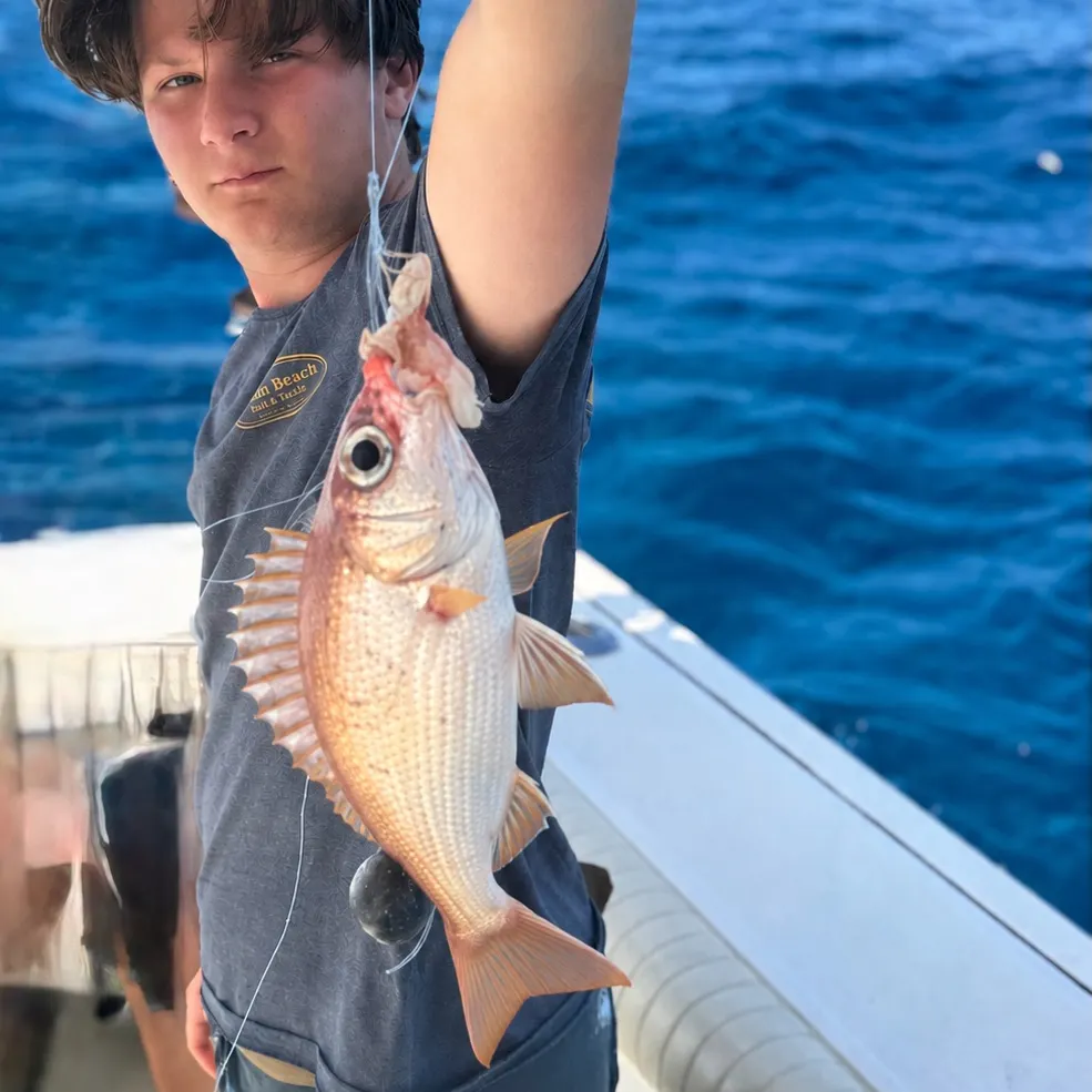 The most recent Common squirrelfish catches on Fishbrain
