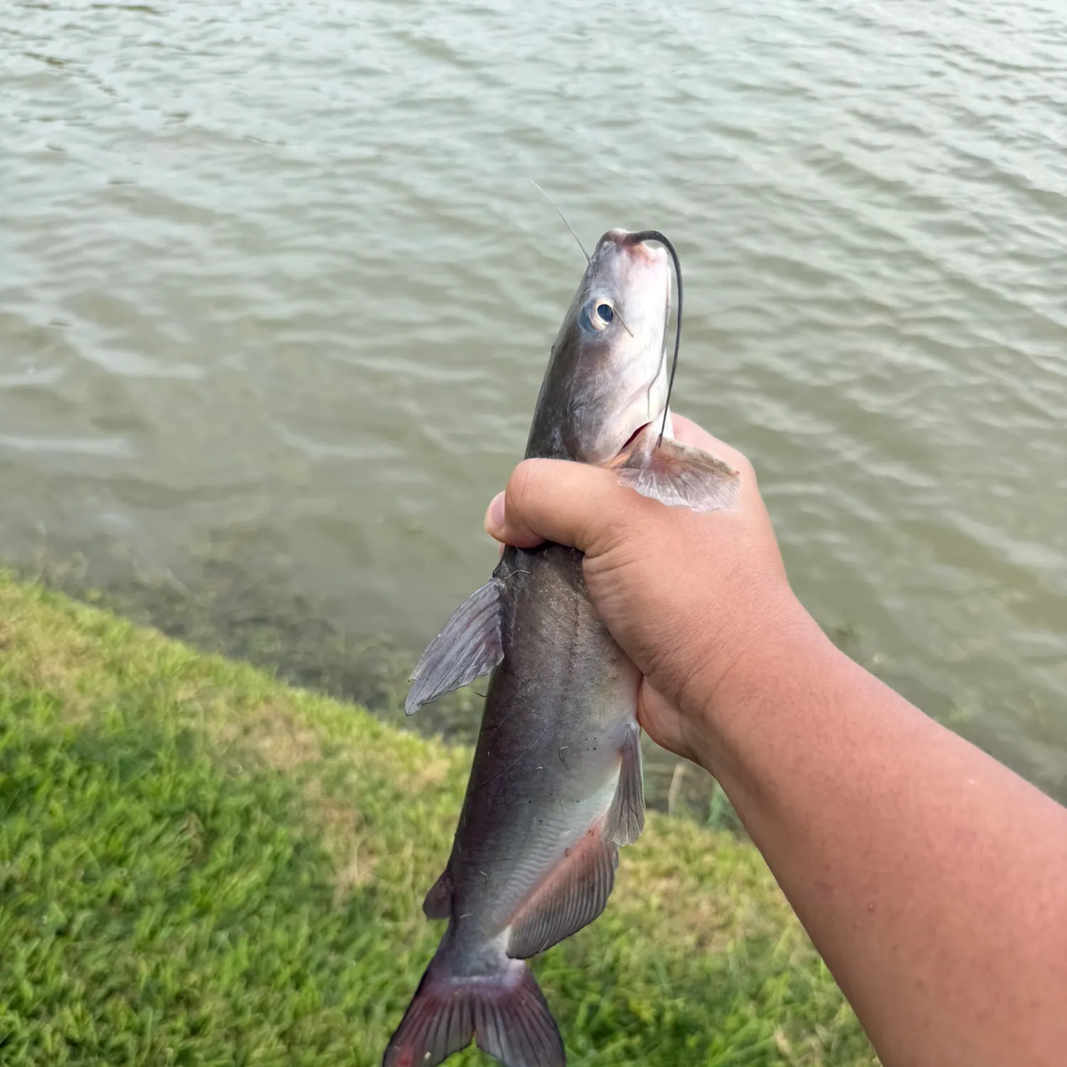 Channel catfish caught on Fishbrain