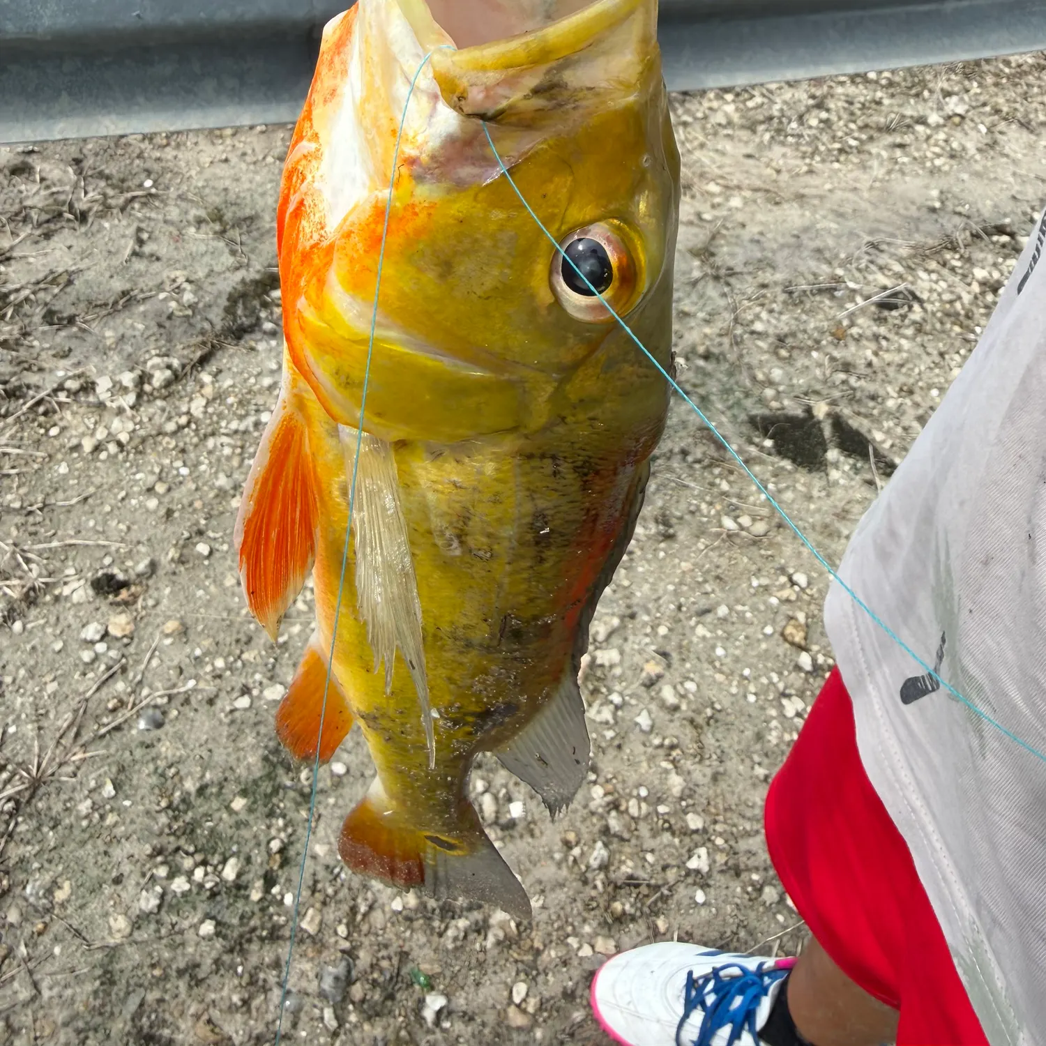 Butterfly peacock bass caught on Fishbrain