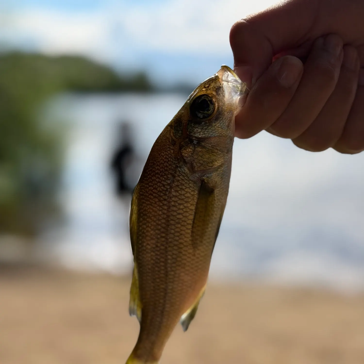 White perch caught on Fishbrain