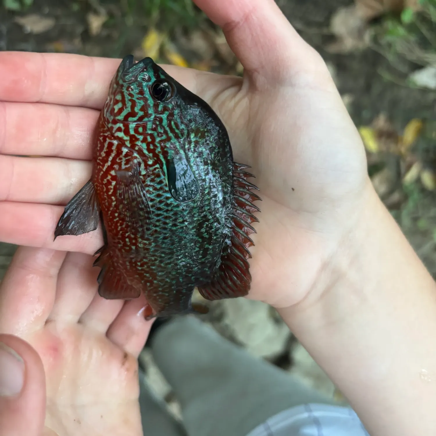 Longear sunfish caught on Fishbrain