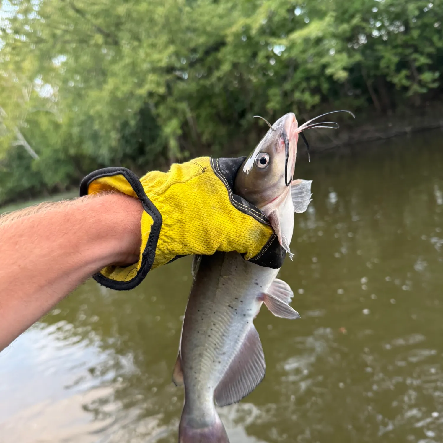 Channel catfish caught on Fishbrain