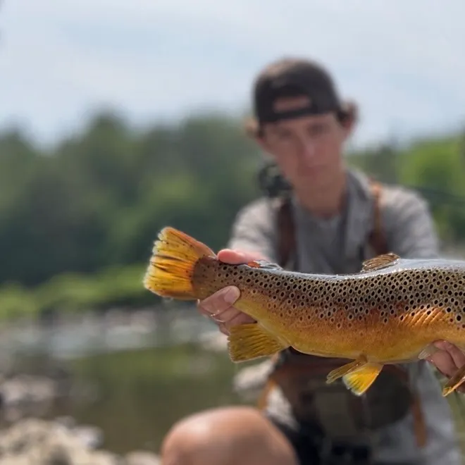 Brown trout caught on Fishbrain