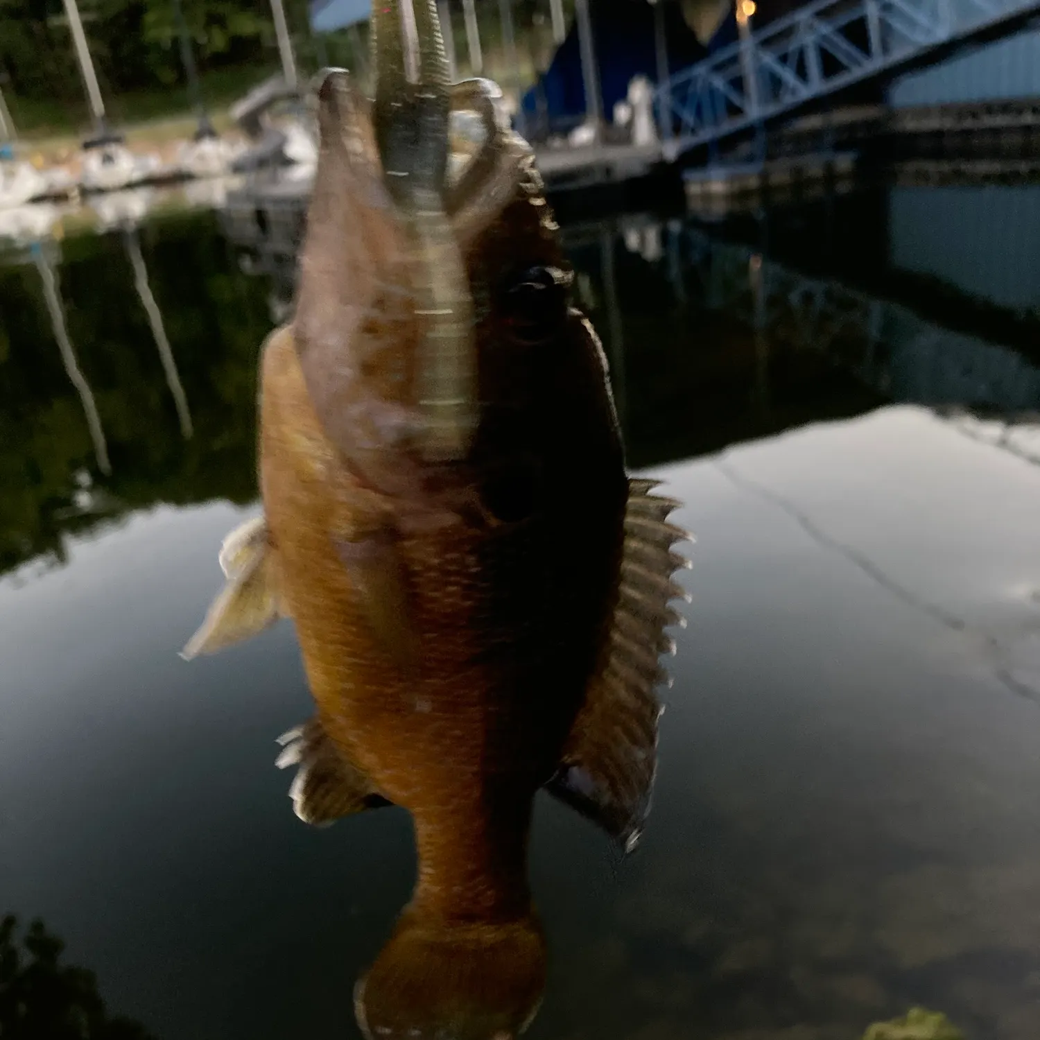 Fish caught on Fishbrain
