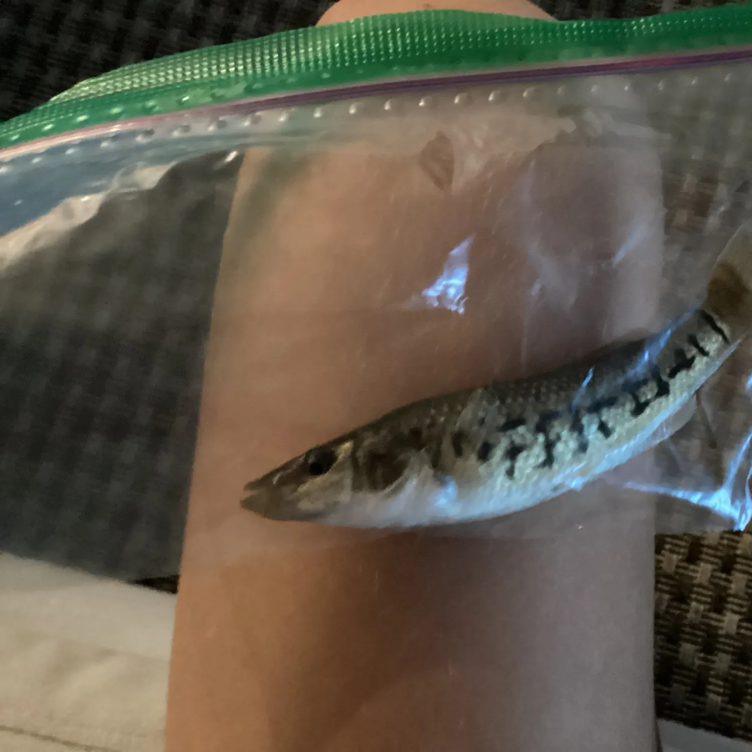 The most recent Striped killifish catches on Fishbrain