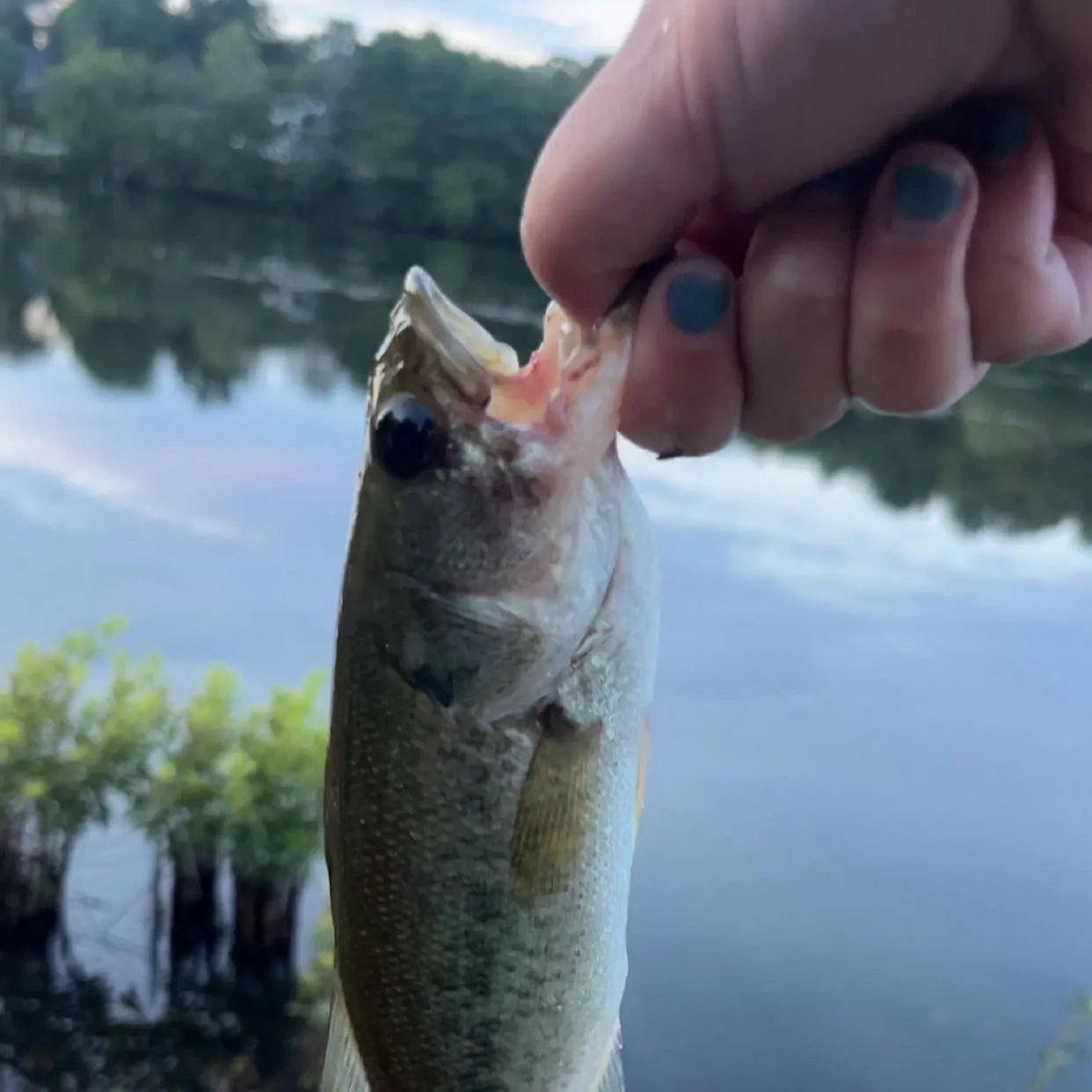The most recent Smallmouth bass catches on Fishbrain
