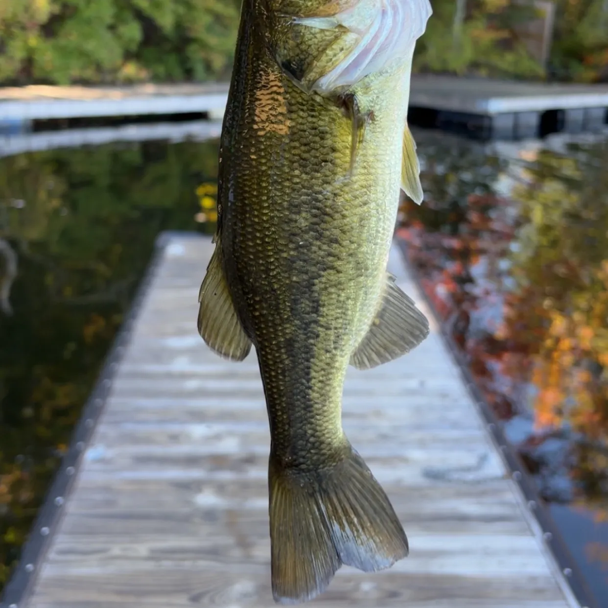 Largemouth bass caught on Fishbrain