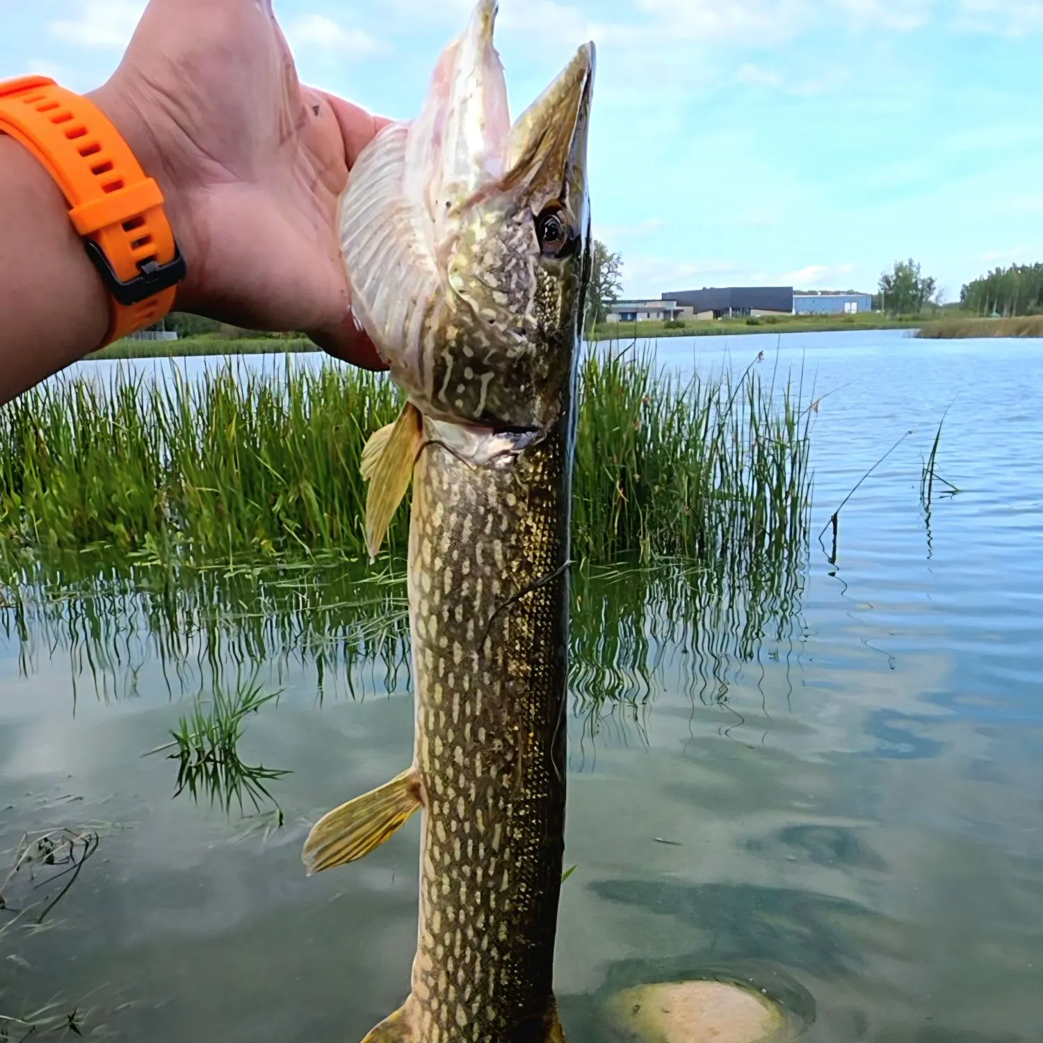 Northern pike caught on Fishbrain