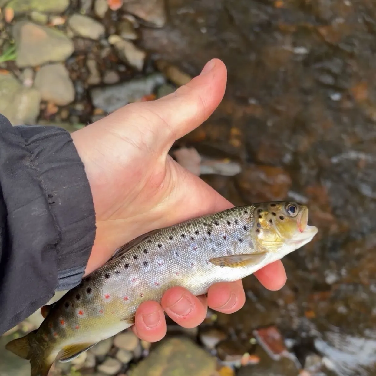 Brown trout caught on Fishbrain