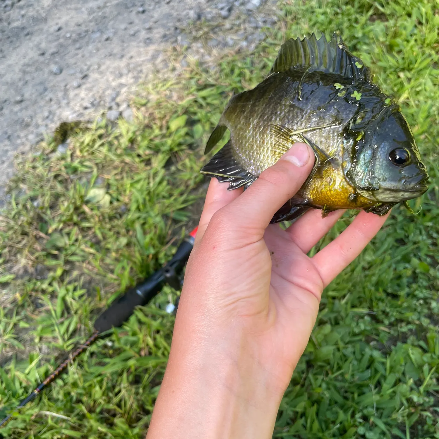 Bluegill caught on Fishbrain