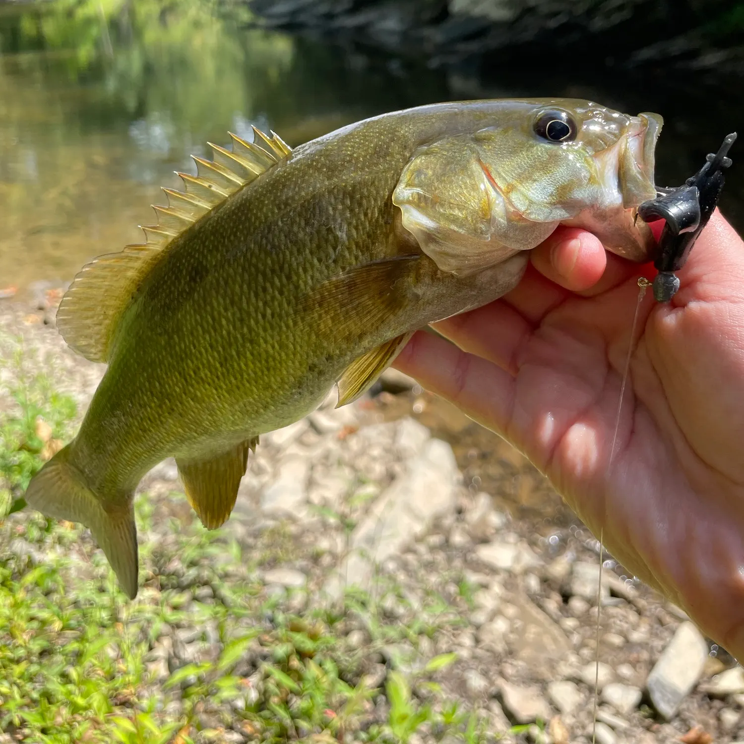Smallmouth bass caught on Fishbrain