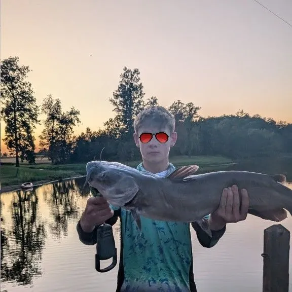 Channel catfish caught on Fishbrain