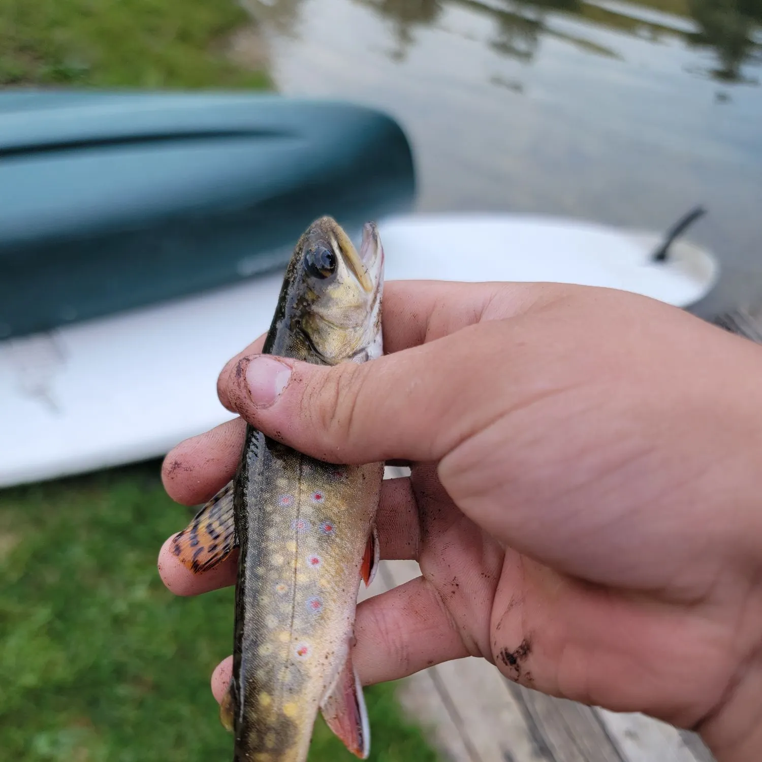 Brook trout caught on Fishbrain