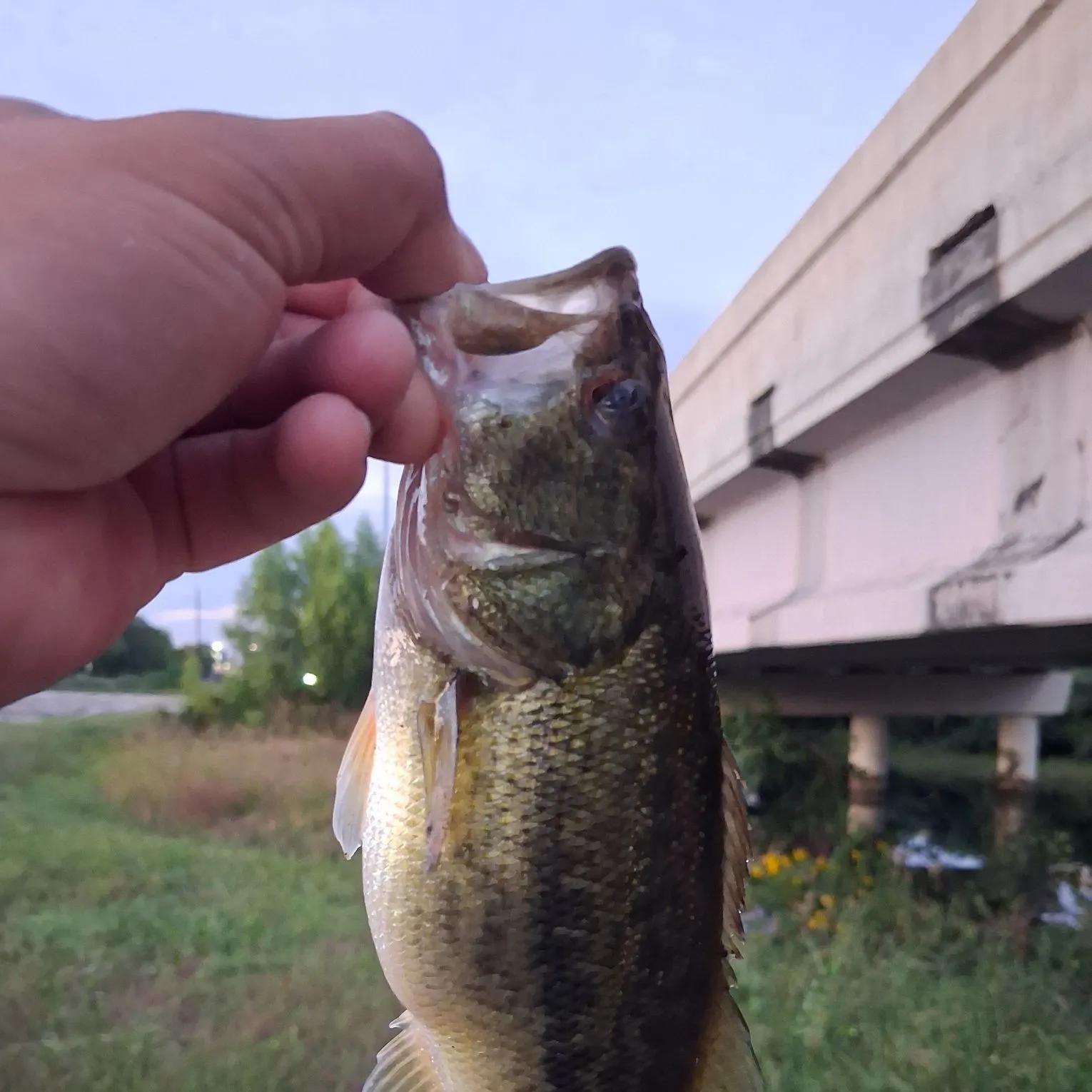 Largemouth bass caught on Fishbrain