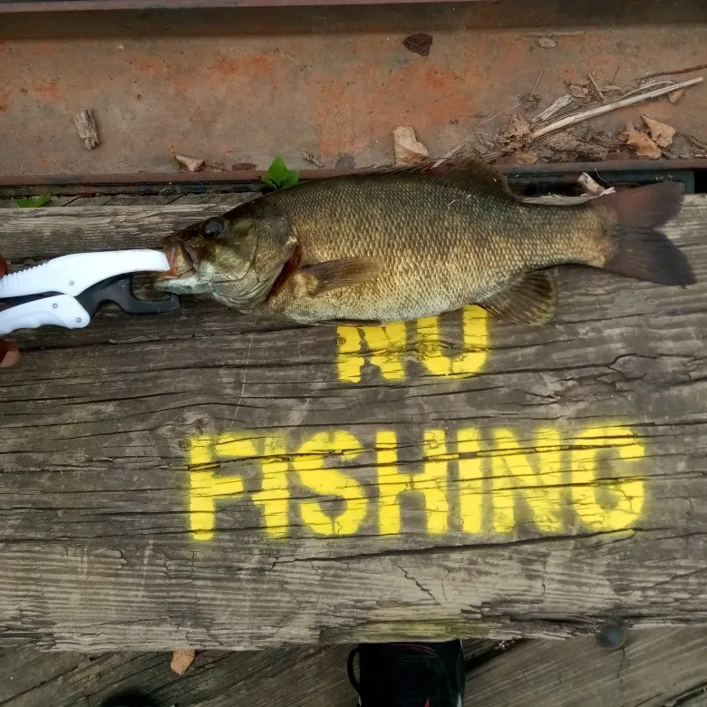 Smallmouth bass caught on Fishbrain