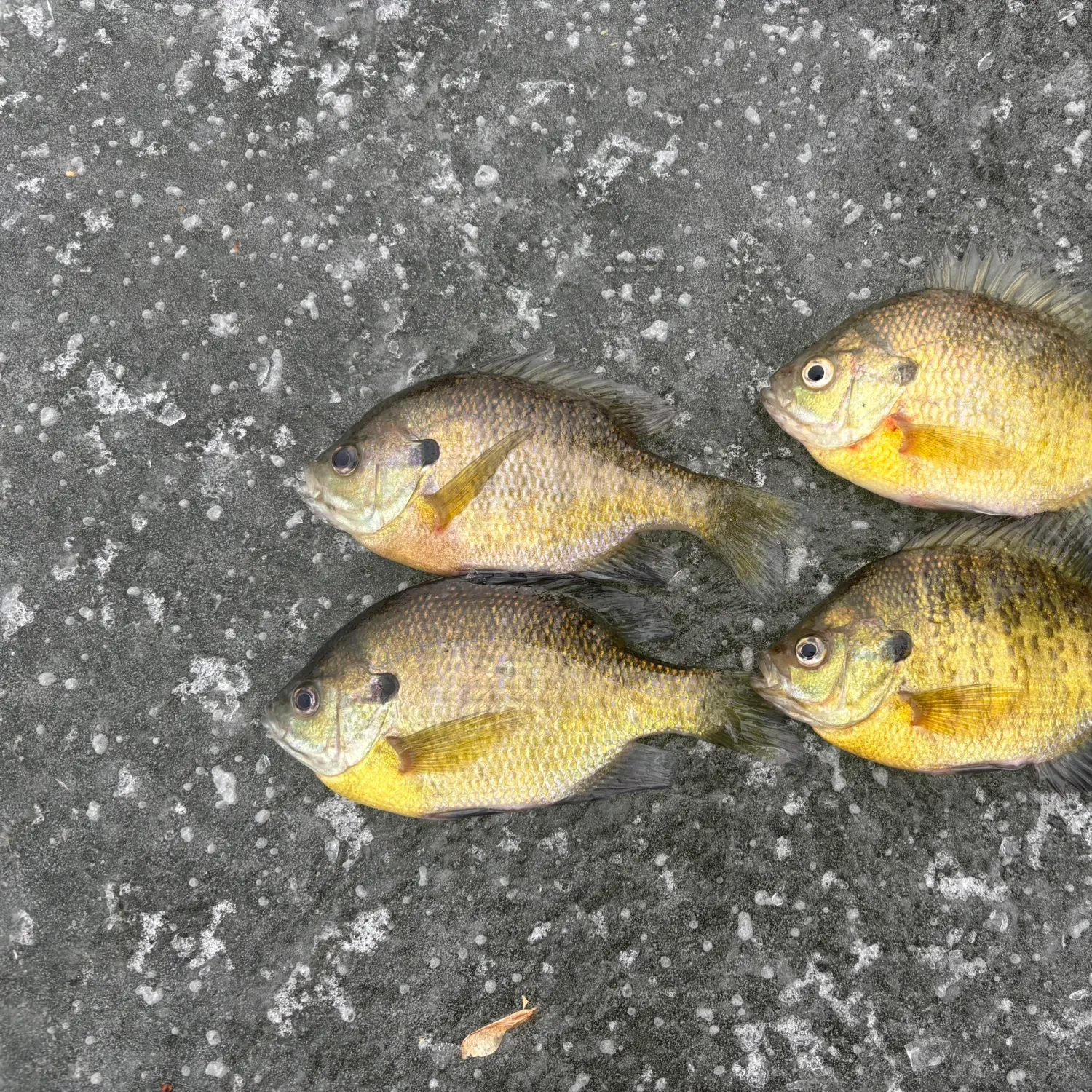 recently logged catches