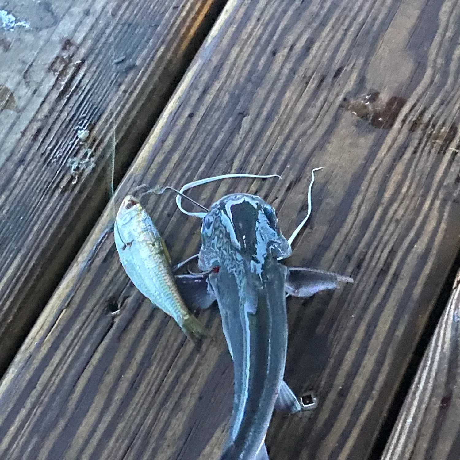 Gafftopsail sea catfish caught on Fishbrain