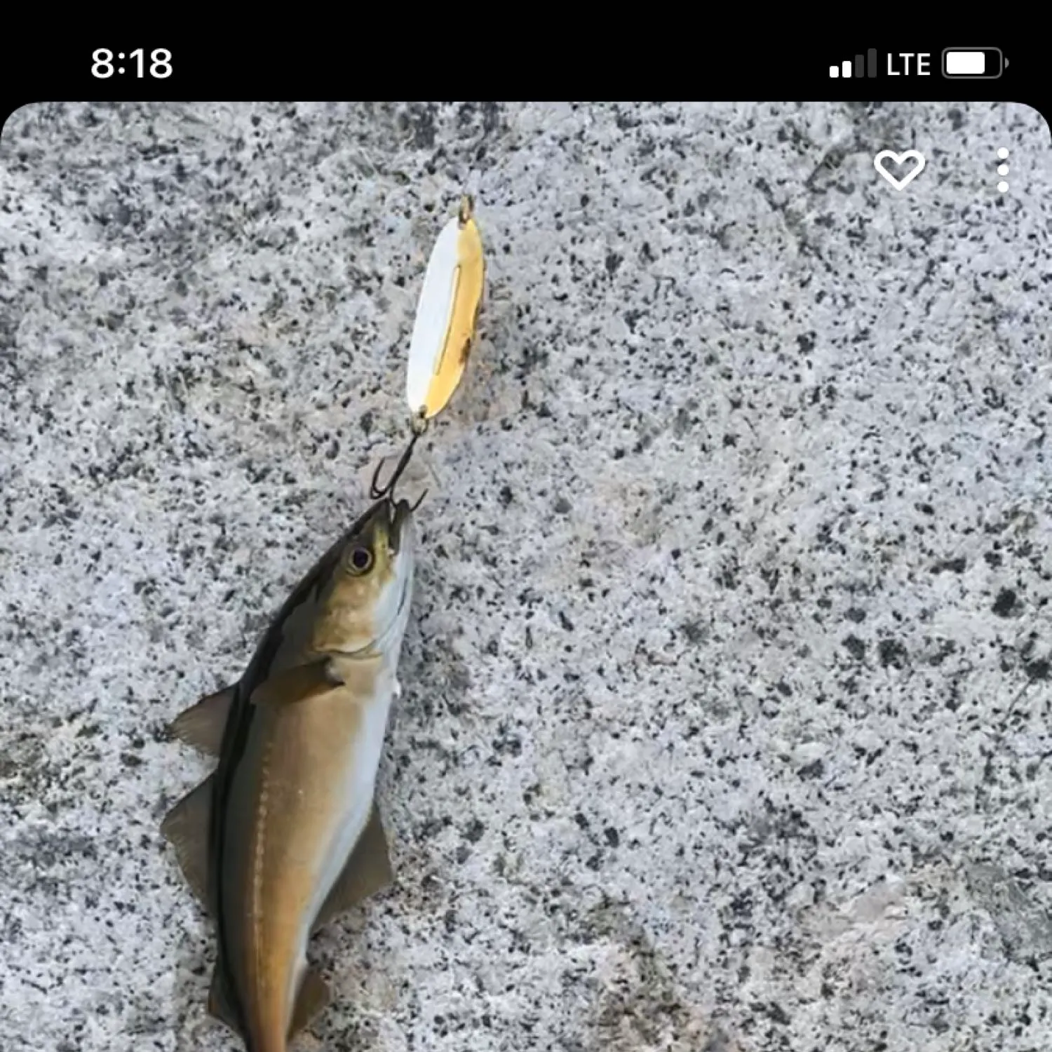 recently logged catches