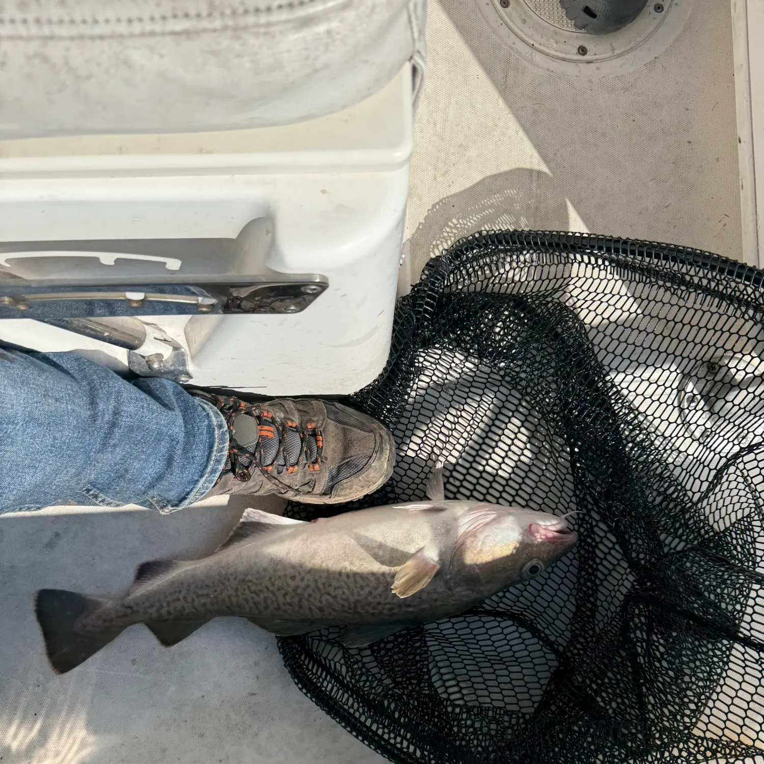 The most recent Pacific cod catches on Fishbrain