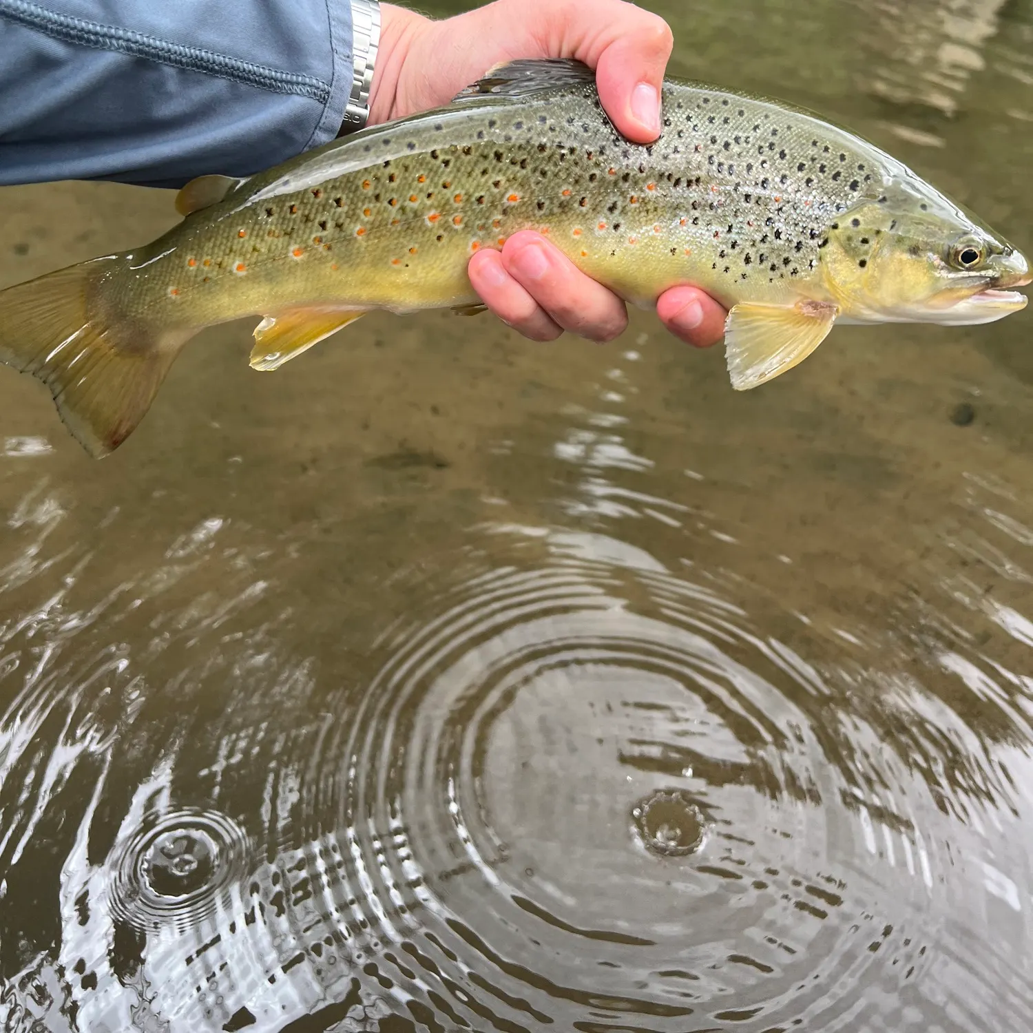 Brown trout caught on Fishbrain