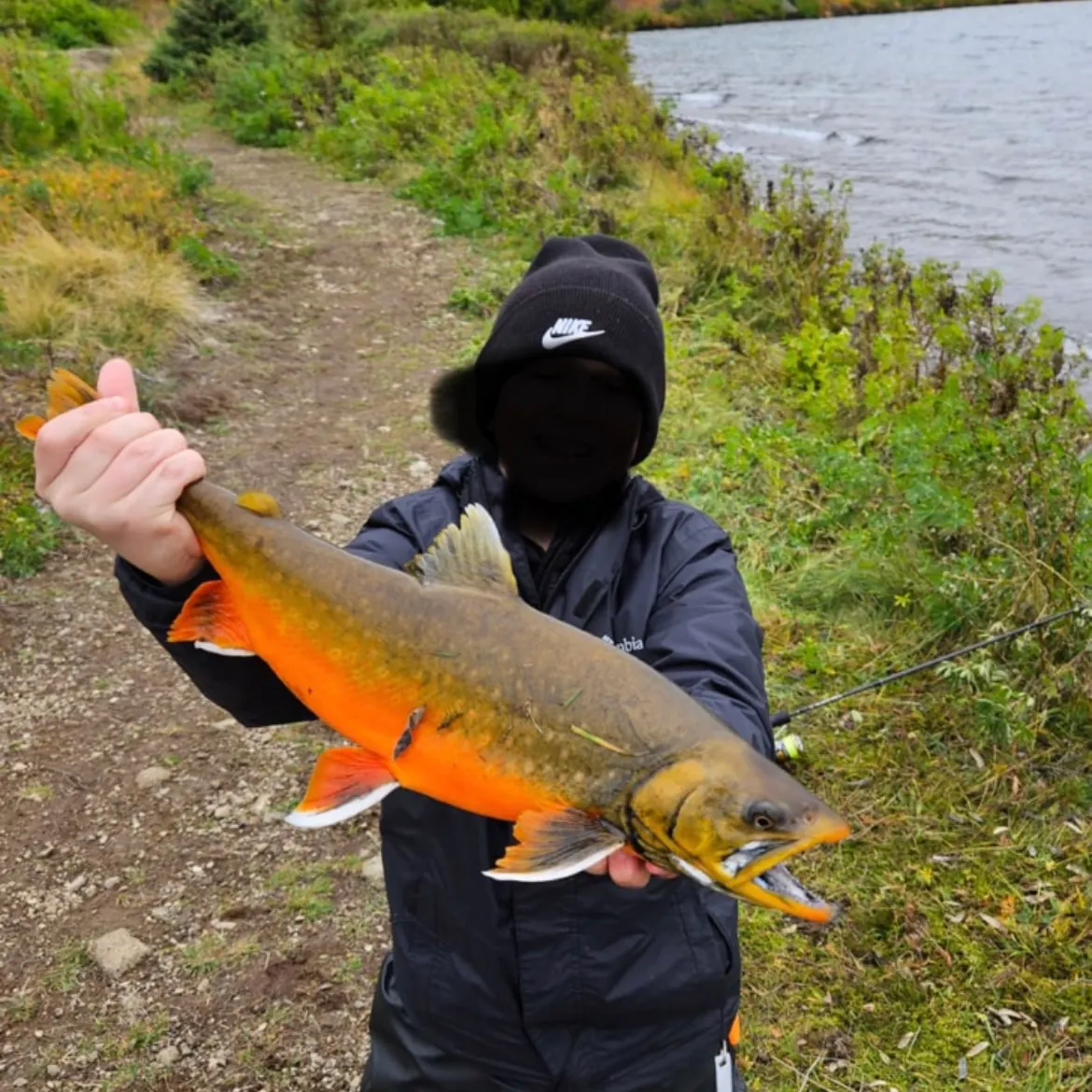 Arctic char caught on Fishbrain