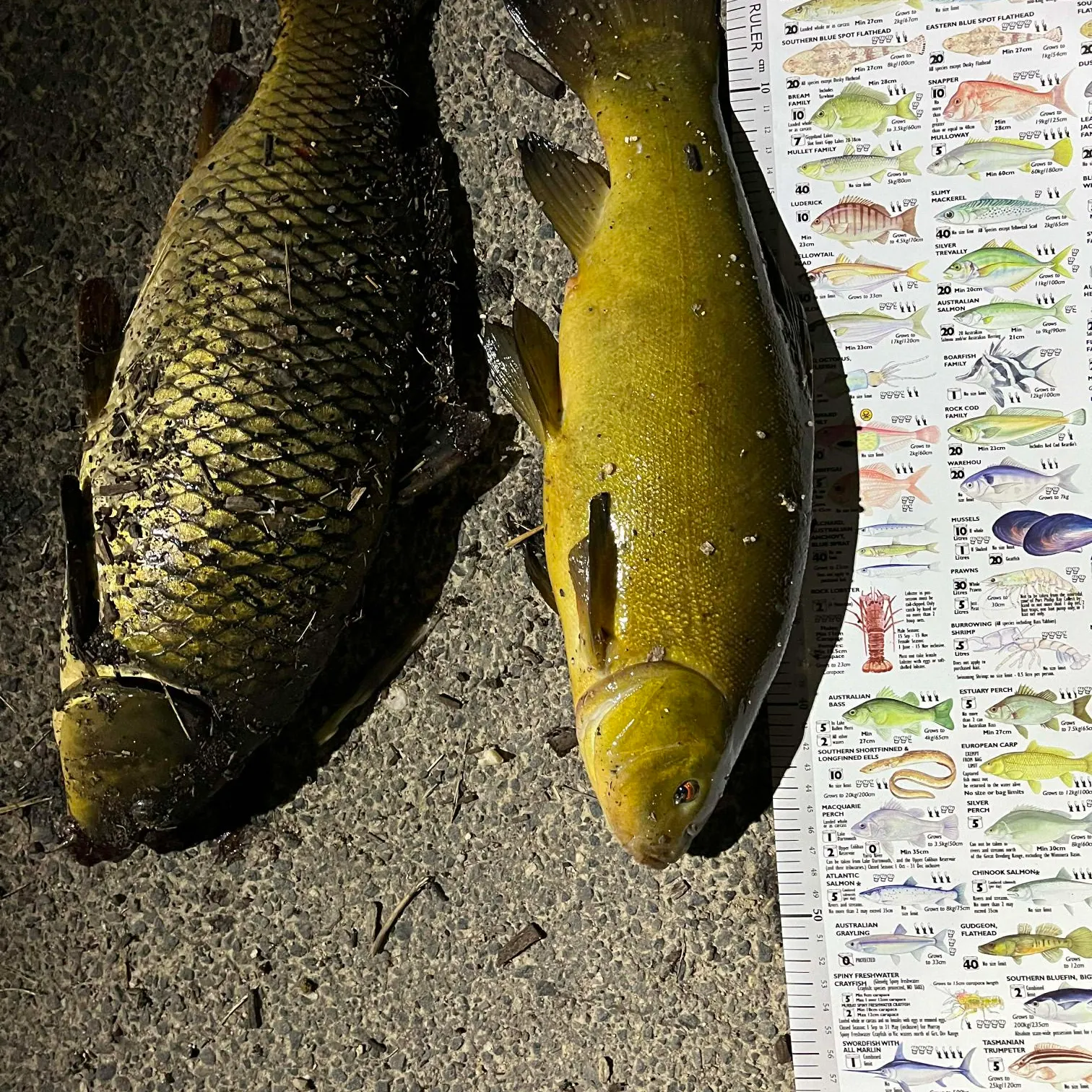 recently logged catches