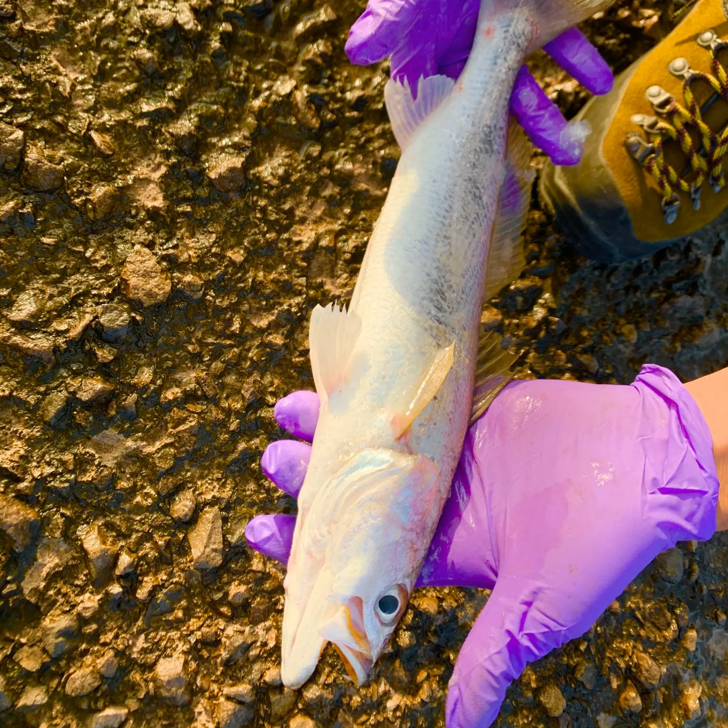 angler catch