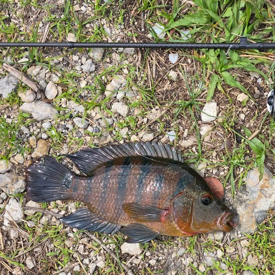 The most recent Mayan cichlid catches on Fishbrain