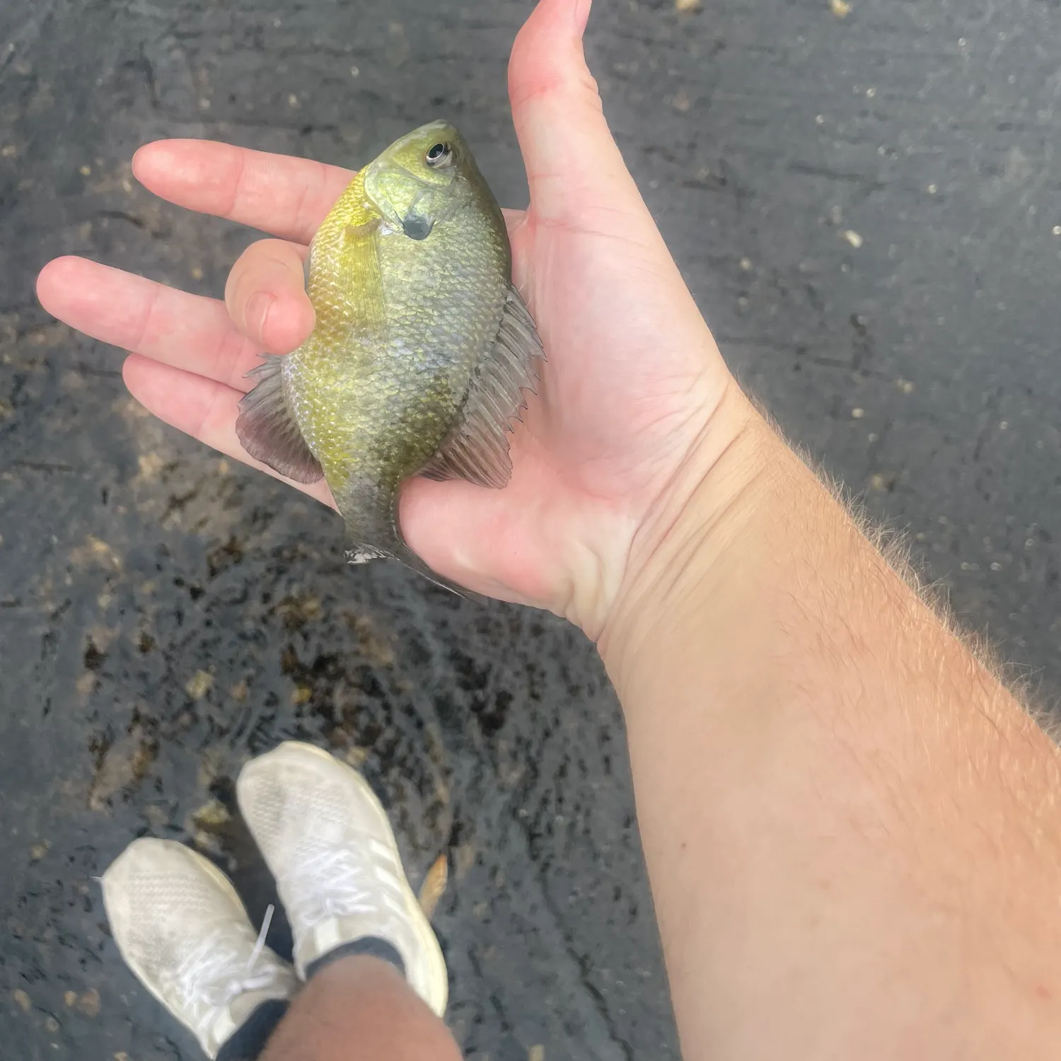 Bluegill caught on Fishbrain