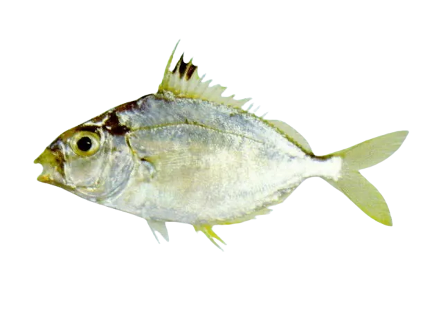 Spotnape ponyfish