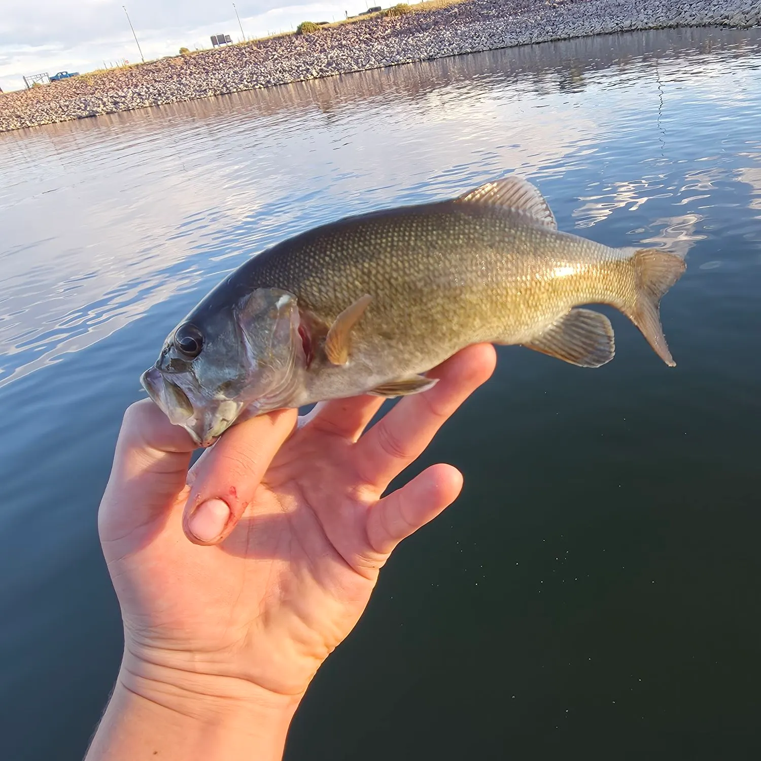 Smallmouth bass caught on Fishbrain