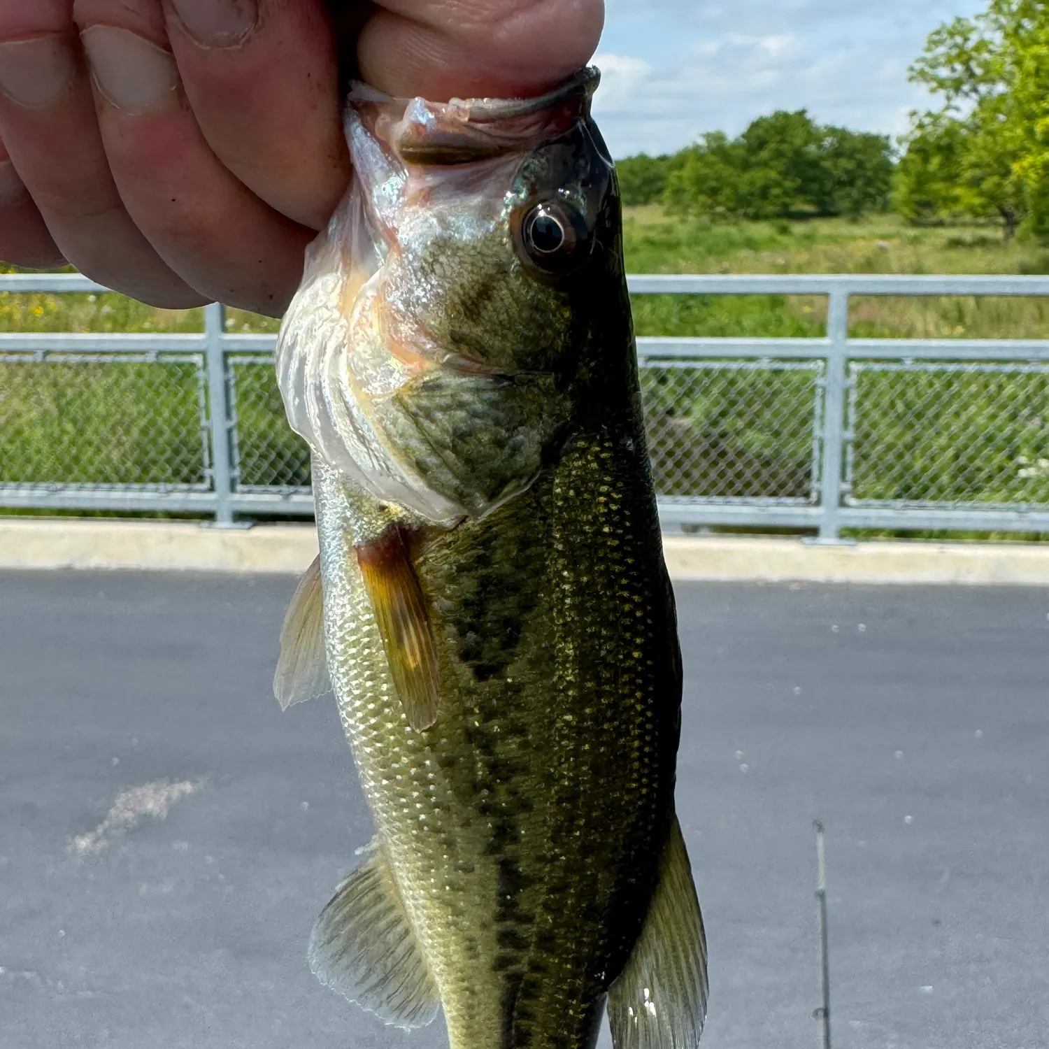 The most recent Spotted bass catches on Fishbrain