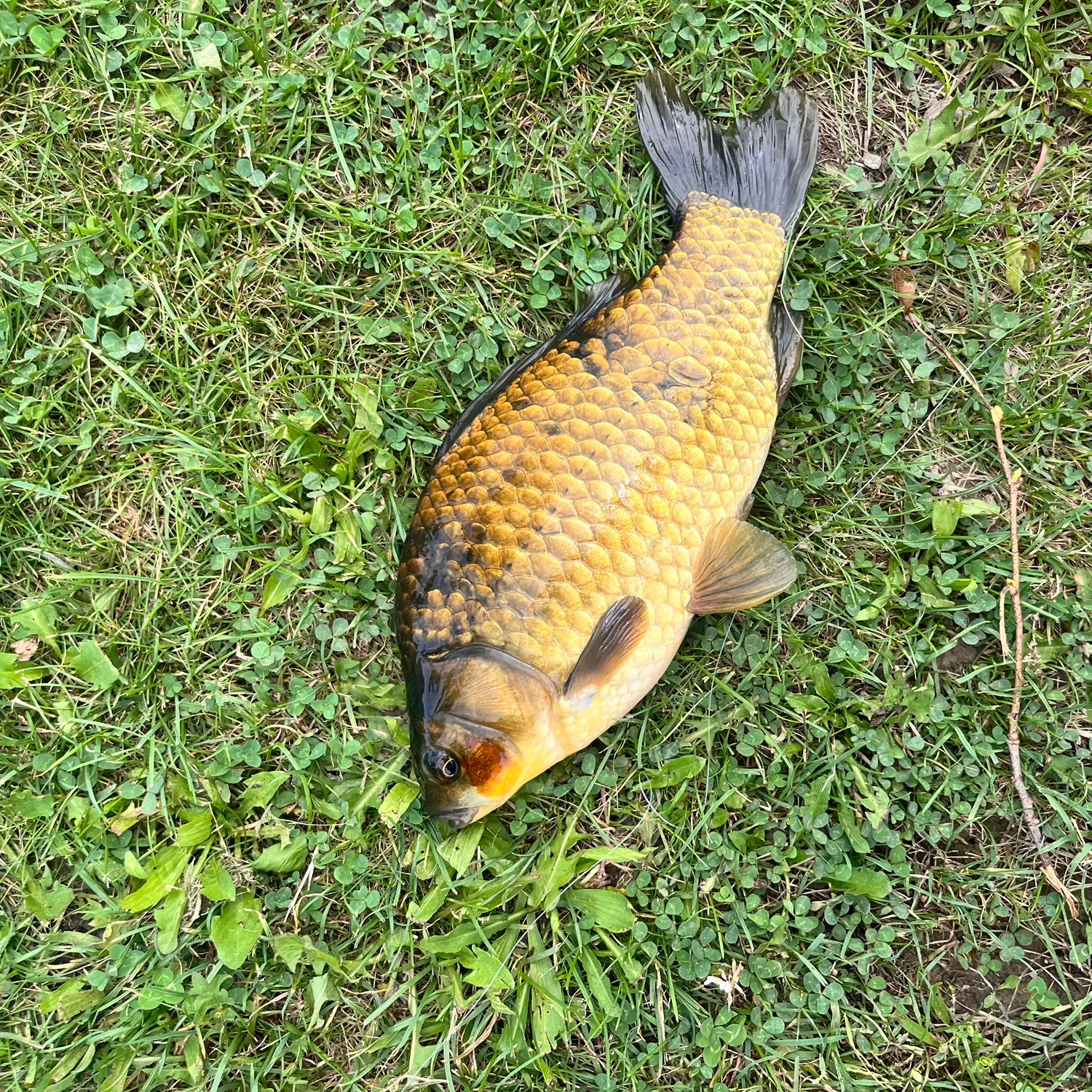 Goldfish caught on Fishbrain