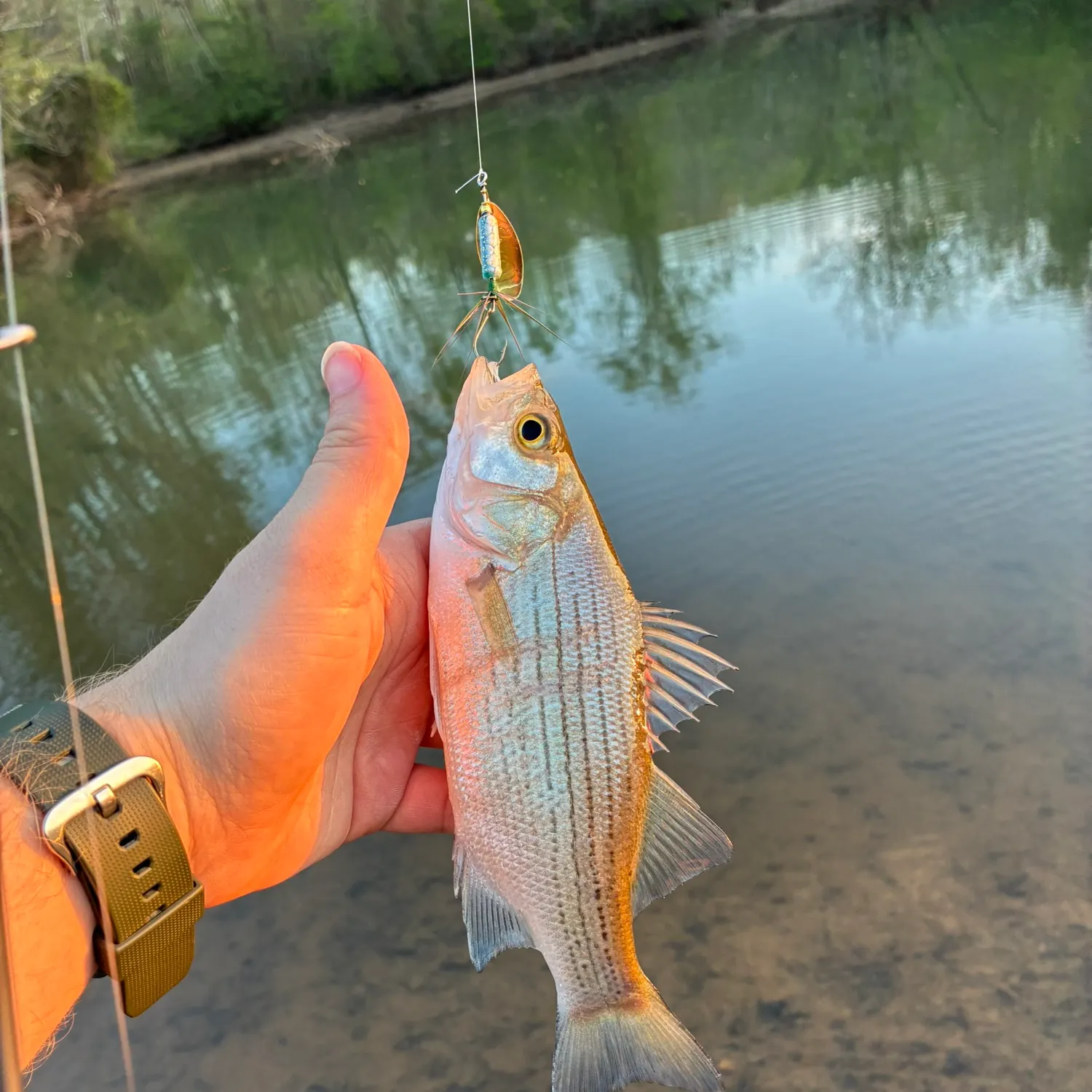 White bass caught on Fishbrain