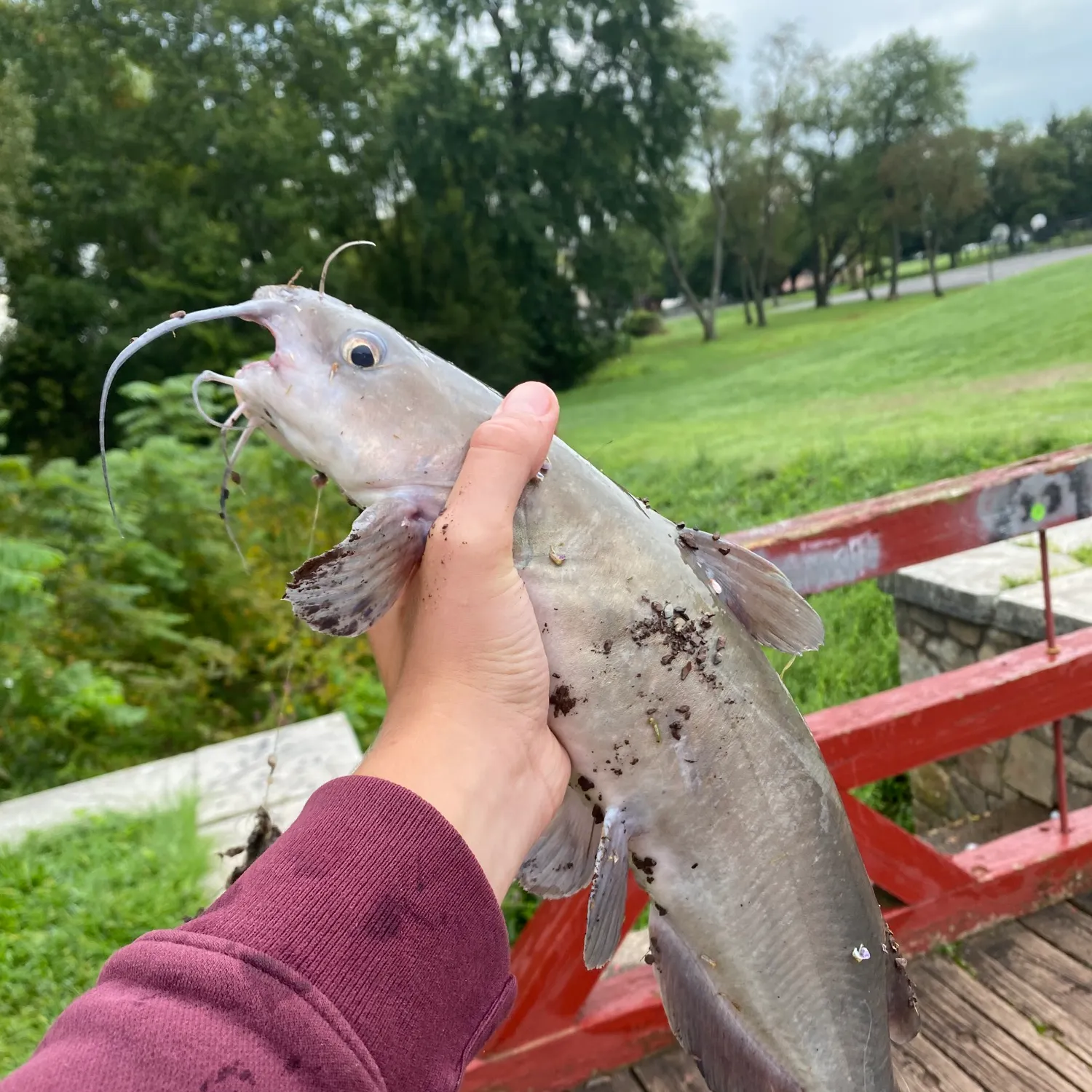 Channel catfish caught on Fishbrain