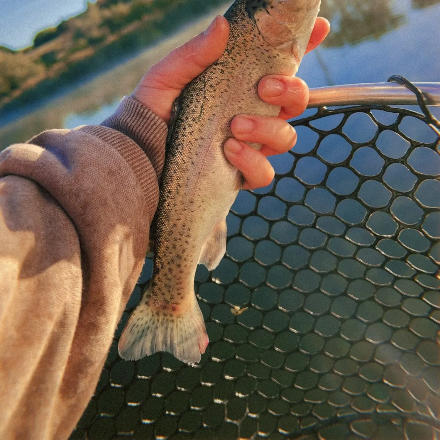 Rainbow trout caught on Fishbrain
