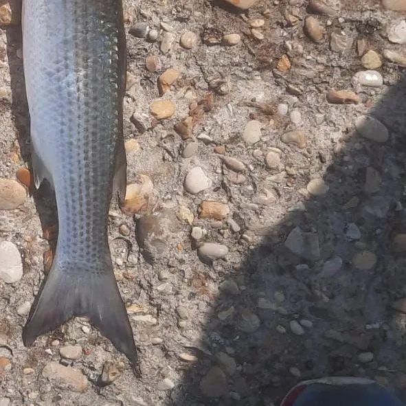 The most recent Thinlip grey mullet catches on Fishbrain