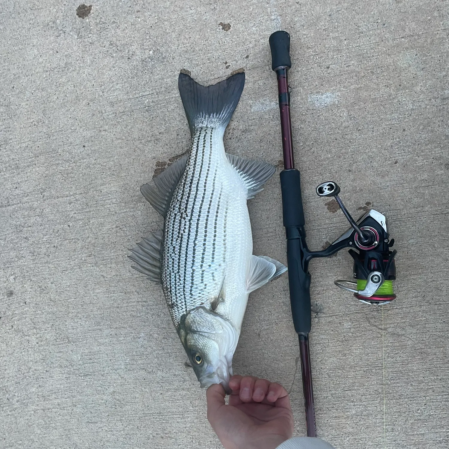 recently logged catches