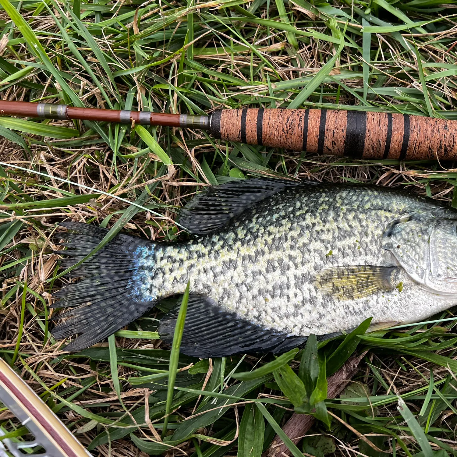 Black crappie caught on Fishbrain