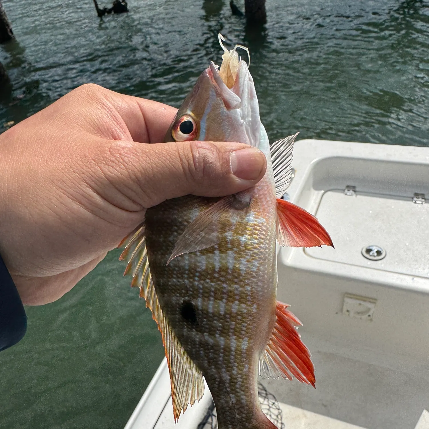 The most recent Mutton snapper catches on Fishbrain